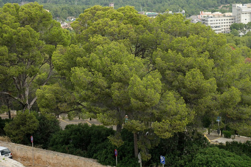 Sementes Pinheiro De Aleppo Pinus Halapensis Árvore / Bonsai