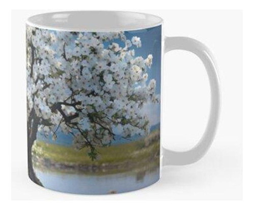 Taza X4 Un Árbol Con Flores Blancas Está Floreciendo. Calida