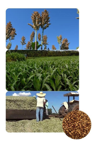 Sorgo Forrageiro Gigante Santa Elisa 2kg De Sementes