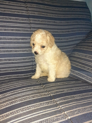 Imagen 9 de 9 de Caniches Cachorros