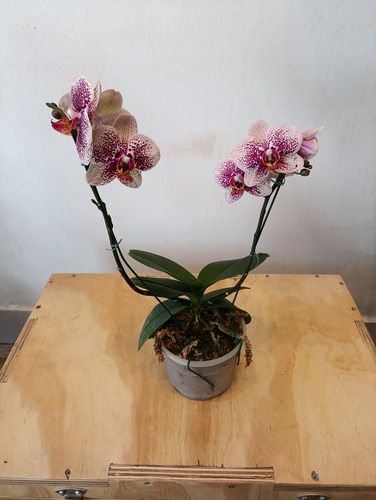 Orquídea Phalaenopsis Amarillo