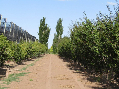 Imagen 5 de 7 de Vendo Exelente Finca Productiva Con Bodega Y Secadero En San Rafael Mendoza