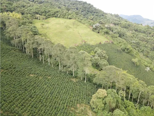 Se Vende Finca Cafetera Génova Quindío
