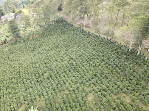 Se Vende Finca Cafetera Génova Quindío