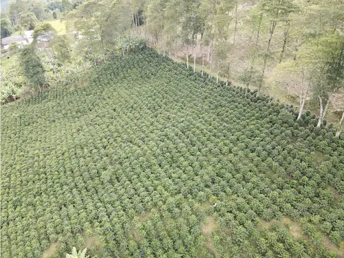 Se Vende Finca Cafetera Génova Quindío