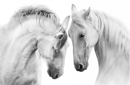 Pareja Caballos Blanco Cuadro Canvas Moderno Decorativo