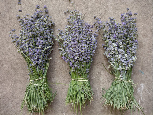  Flores Lavanda Caja O Pack De 10 Ramos Secos