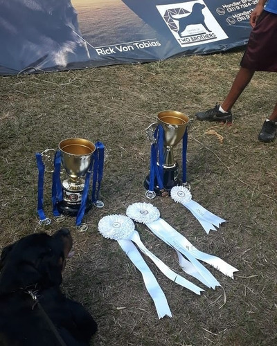 Rottweiler Filhotes (45 Dias )frete Grátis
