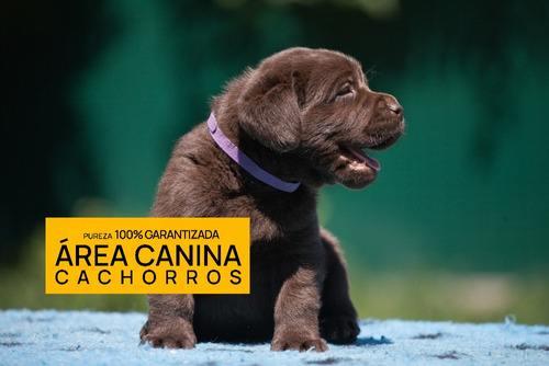 Cachorros Puros En Canning Y San Vicente, Tambien Envios