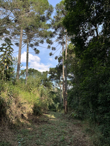 Paraíso À Venda Sítio Com Nascentes, Córrego E Natureza Intocada Em Bocaiuva Do Sul - Pr - 4 Hec