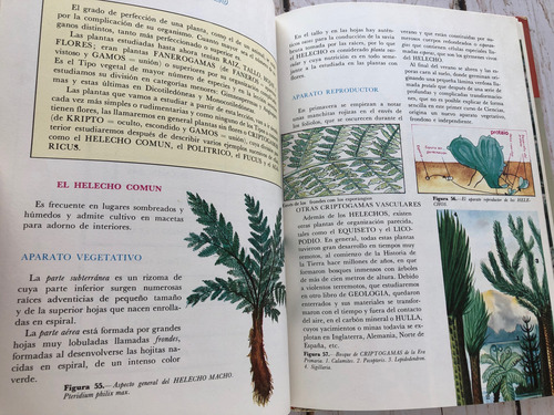 Botánica Historia Natural Básica / José María Artero Garcia (Usado)