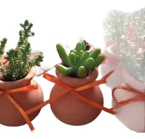Comprar Suculentas Cactus Personalizados, Recuerdos, Regalos Eventos