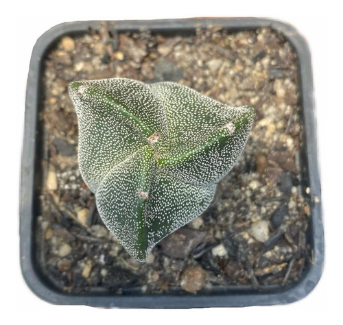 Astrophytum Tricostatum 3 Quinas Myriostigma Raro 2 Anos