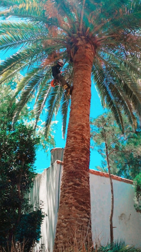 Imagen 6 de 12 de Poda De Arboles Tala Extracciones Palmera Whatsap 1528694955