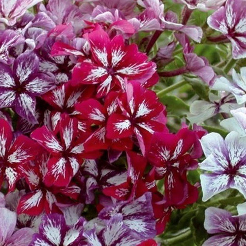 75 Semillas Phlox Bicolor Drummond A Grandes Flores Mix