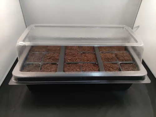 20 Semillas De Pino De Costa + Kit De Germinación Especial