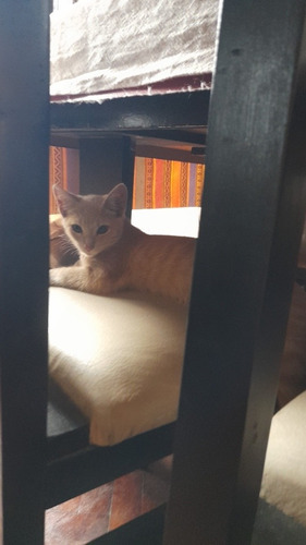 Imagen 4 de 5 de Guardería En Casa Para Gatos
