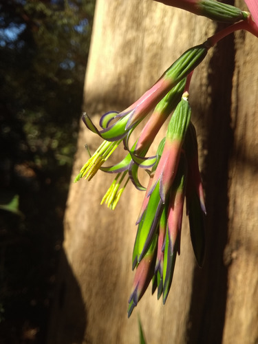 Lagrima De Reina-billbergia Nutans-planta Nativa (x 2)