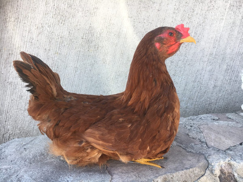 Animales Disecados 100 % Artificiales Gallina