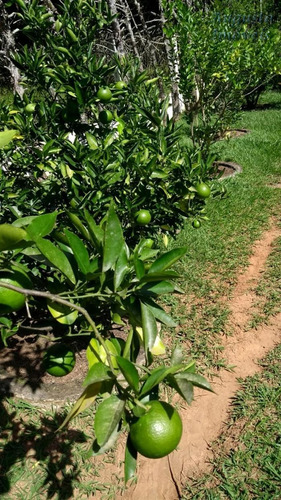 Imagem 11 de 25 de Chácaras À Venda Em Jarinú/sp - Compre O Seu Chácaras Aqui! - 1432546