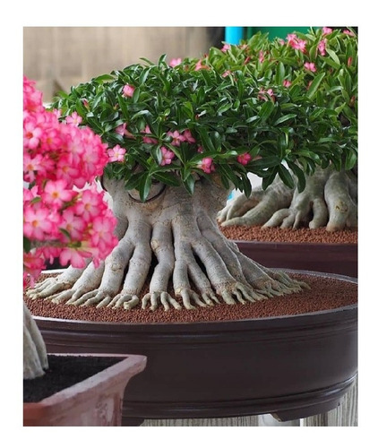 Imagem 9 de 10 de Argila Expandida 3 A 9 Mm Caqueira Terrário Bonsai 1l