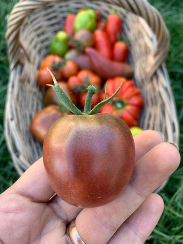 Semillas De Tomate Cherry Chocolate