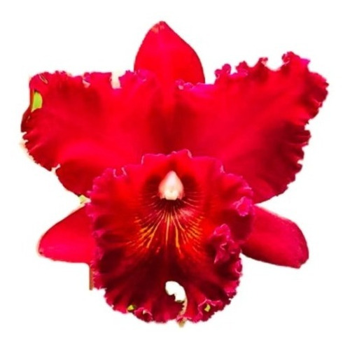 Muda De Orquidea Cattleya Blc Chia Lin New City  Adulta