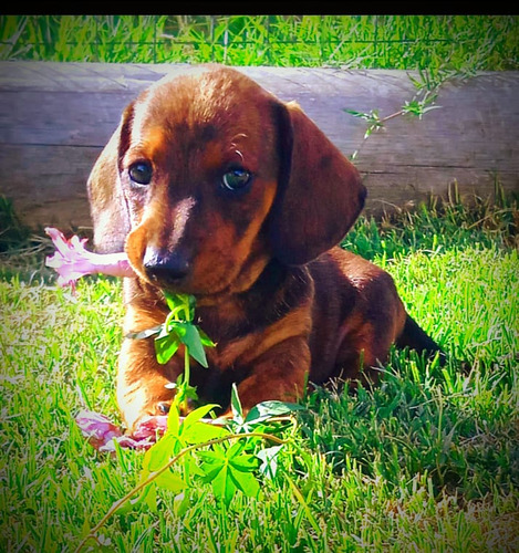 Dachshund Miniatura, Salchichas