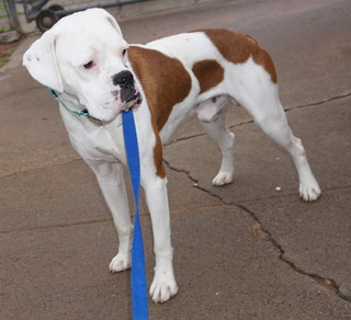 Perro Boxer Bebe Blanco Mercadolibre Com Ar Perro Boxer Bebe Blanco Mercadolibre Com Ar