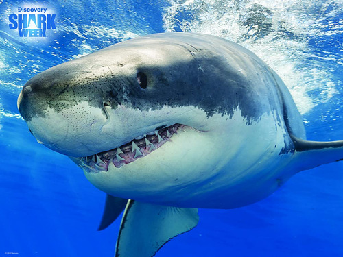 Prime 3d Great White Shark - Rompecabezas De 500 Piezas, Dis