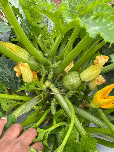 Semilla De Calabaza Redonda Hibrida Siena F1 Westar Seeds
