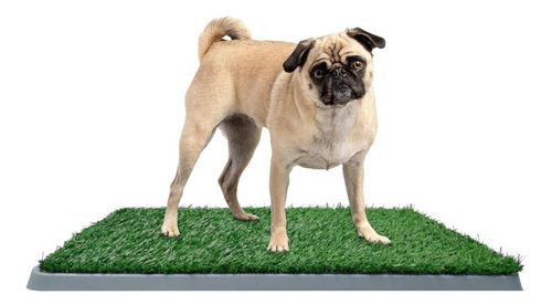 Alfombra De Césped Artificial Para Baño Adiestramiento Perro