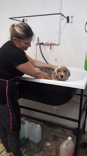 Imagen 3 de 6 de Curso Peluqueria Canina Zona Sur Lanus Lomas Avellaneda