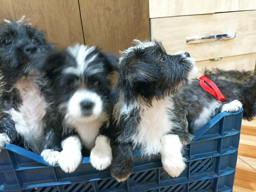 Imagen 3 de 3 de Cachorros Shitzu