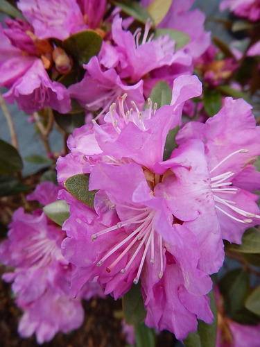 Planta Viva, Rhododendron X `pjm Elite` Flores De Lavanda Pe