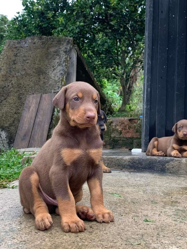 Imagen 2 de 2 de Cachorros Doberman En Venta Rebajados