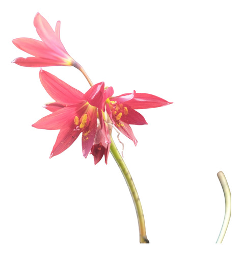 Rhodophiala Bífida, Azucenita Roja O Azucena Sangre De Buey