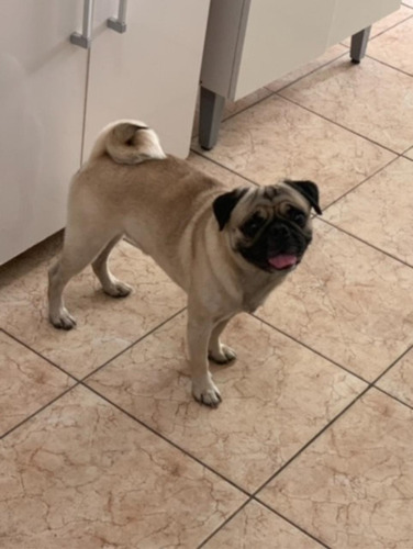 Imagem 2 de 9 de Filhote De Pug Para Reserva