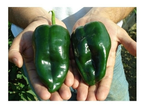 Poblano Ancho Chili Pepper Pimenta Sementes Legitimas De Usa