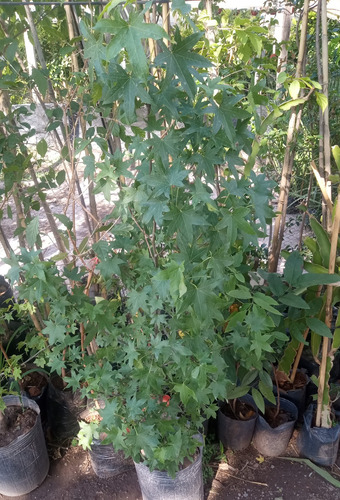 Liquidambar Árbol Ornamental