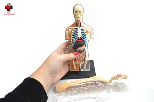 Modelo Do Corpo Humano - Torso Transparente 083 - 4d Master