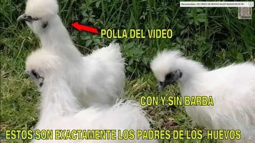 Pollos Y Gallo Silkies Sedosas Del Japon Gallina Hada Blanca