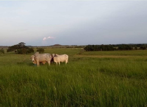 Imagen 10 de 30 de Vendo Hacienda De 990 Hectáreas En Puerto Gaitán En El Meta