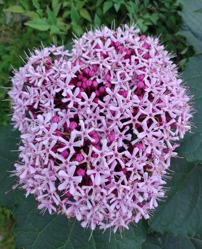 Planta Variedad De Penta / Hortensia - Atrae Mariposas