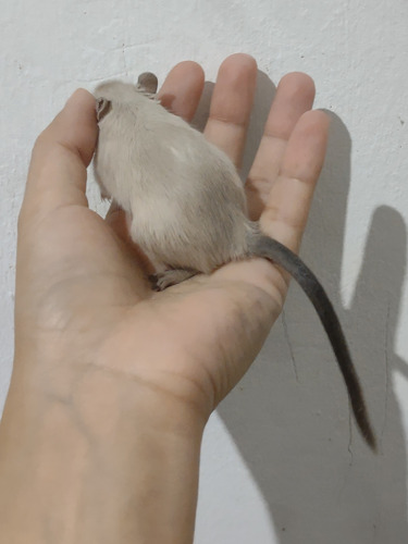 Esquilo Gerbil Siamês Fêmea- Entrega Sp