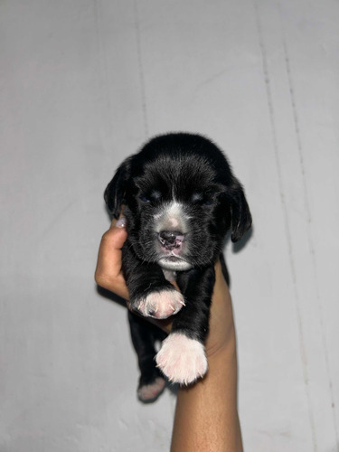 Cachorros Cocker