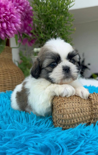 Hermosos Cachorros Shih Tzu Perros Shitzu Disponibles