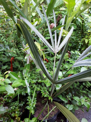 4 Semillas Palma Bismarckia Nobilis Azul Jardín Plateada (Usado)