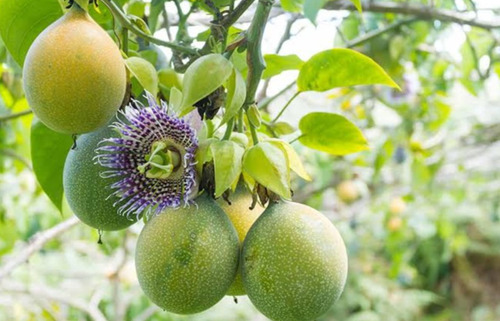 Passiflora Edulis, Maracuya, 15 Semillas, Nv