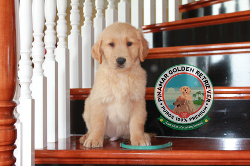 Golden Retriever Con Inscripcion En Fca - Pedigree Real